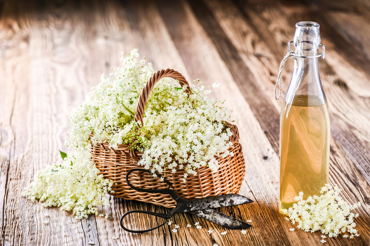 50 BLUE ELDERBERRY Sambucus Cerulea Arizona Blue Elder Tree Shrub Fruit Berry Seeds