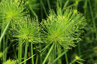 20 Cyperus PAPYRUS Paper Reed Water Plant Egyptian Nile Grass Yellow Flower Seeds