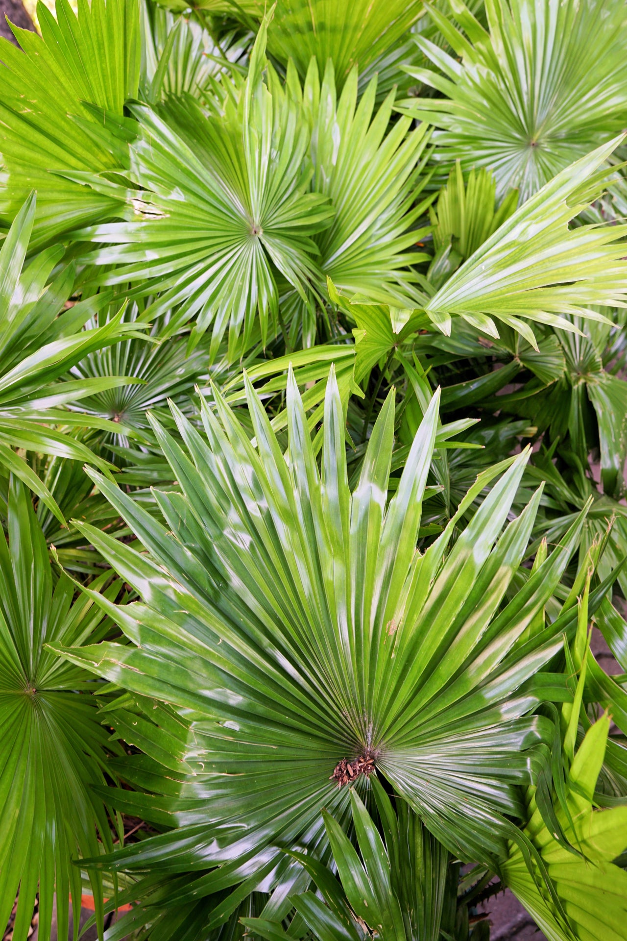 5 GREEN SAW PALMETTO Serenoa Repens American Dwarf Palm Tree Shrub Edible Fruit Sun or Shade Seeds