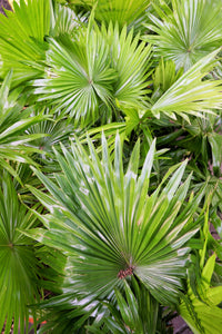 5 GREEN SAW PALMETTO Serenoa Repens American Dwarf Palm Tree Shrub Edible Fruit Sun or Shade Seeds