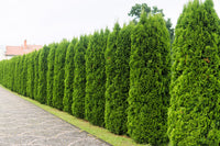 25 THUJA TREE Cedar Thuja Occidentalis Conifer Seeds