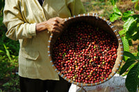 15 ARABICA COFFEE Tree Shrub Seeds - Grow your own coffee!