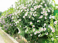 50 Mixed Colors ROSE Of SHARON HIBISCUS Syriacus Flower Tree Bush Seeds Mix