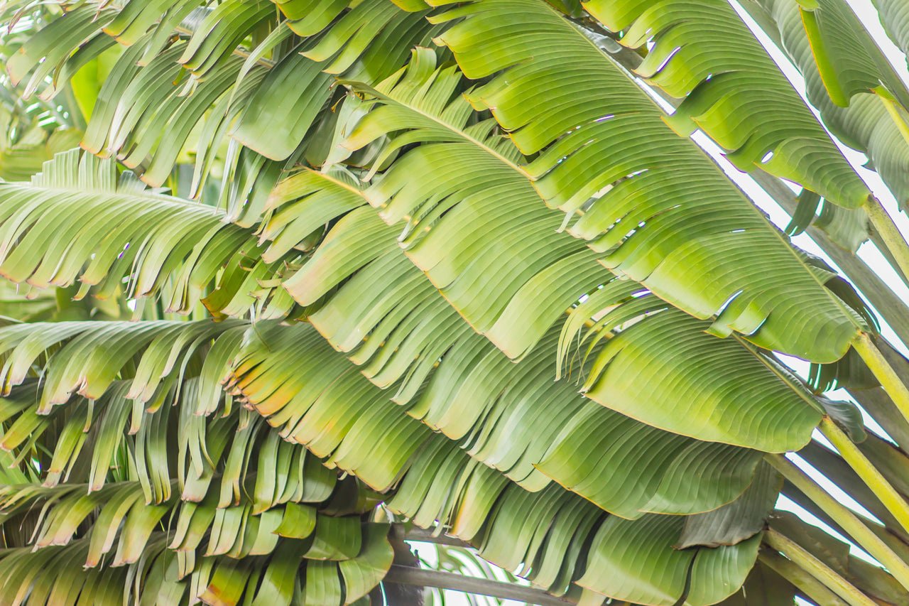 10 TRAVELLER'S PALM TREE Ravenala Madagascariensis Flower Houseplant Seeds