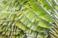10 TRAVELLER'S PALM TREE Ravenala Madagascariensis Flower Houseplant Seeds