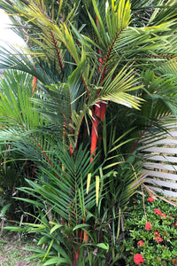 10 Red LIPSTICK PALM Sealing Wax Palm Cyrtostachys Renda Tree Houseplant Seeds