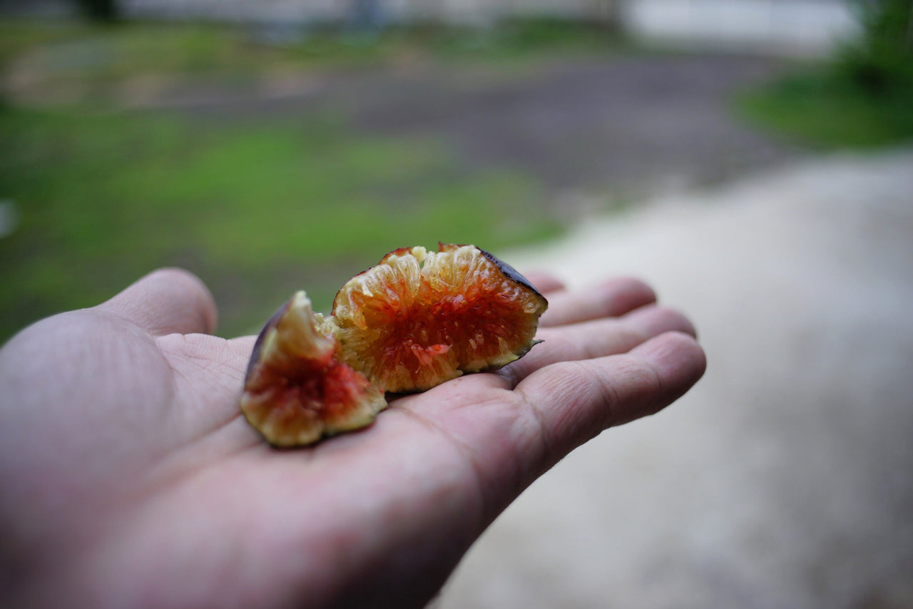 50 BANYAN / BANYAN FIG TREE East Indian Ficus Benghalensis Aerial Root Houseplant Seeds