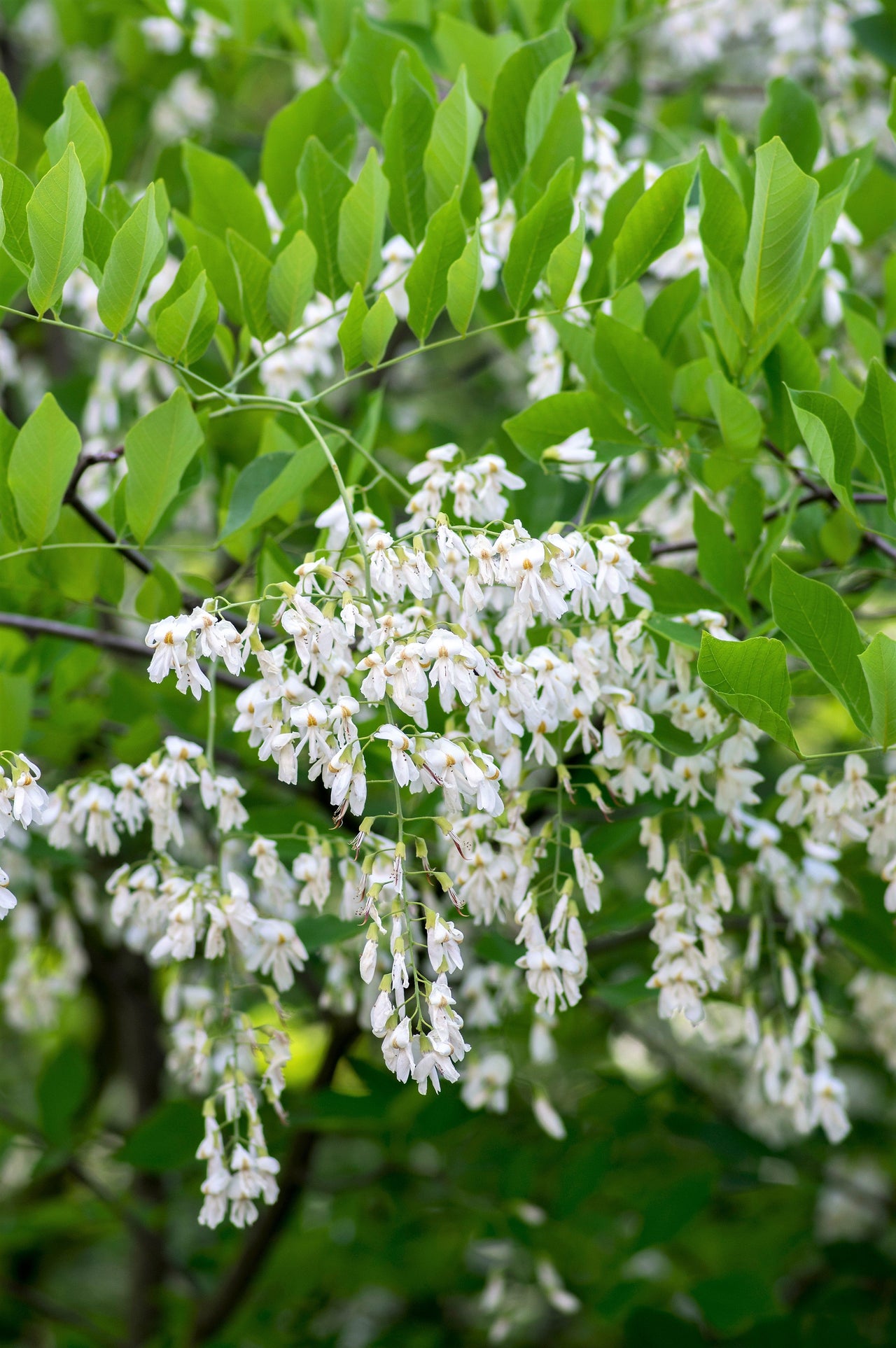 10 YELLOW ASH TREE Kentucky Yellowwood White Flowers Cladrastis Lutea Kentukea Seeds