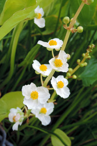 500 White Broadleaf ARROWHEAD Sagittaria Latifolia POND WETLAND Flower Seeds