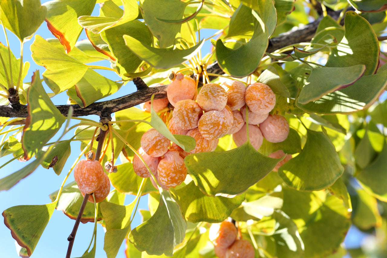 10 GINKGO BILOBA Maidenhair Tree Yellow Fall Orange "Fruit" Herb Seeds