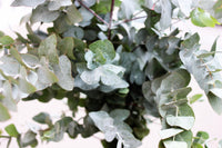 20 SILVER DROP EUCALYPTUS Gunnii Cider Gum Silver Blue Foliage Florist Tree Seeds