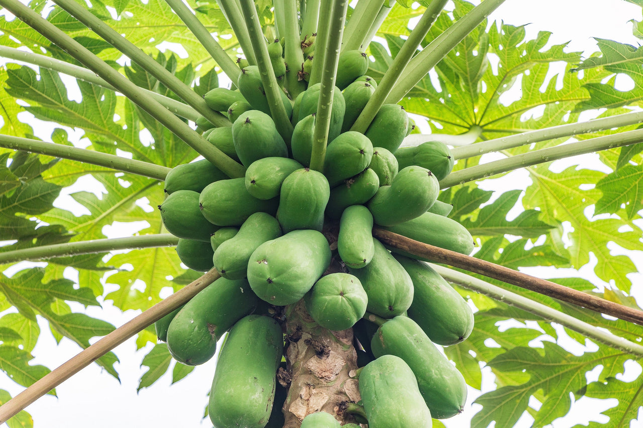 30 PAPAYA MELON Fruit TREE Carica Papaya Seeds