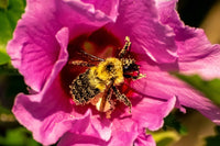 25 Dark Pink ROSE Of SHARON HIBISCUS Syriacus Flower Tree Bush Seeds