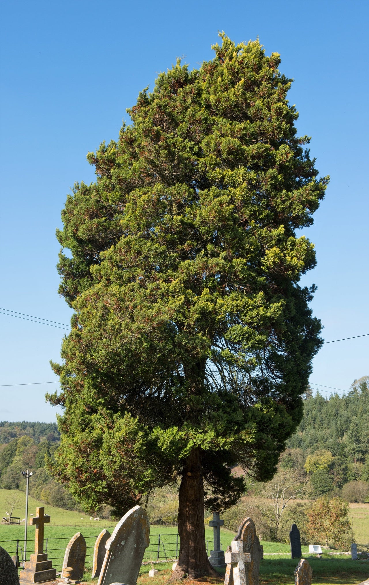 10 PACIFIC YEW Tree Taxus Baccata Brevifolia Evergreen Conifer Sun or Shade Red Ornamental Berry Native Tree Seeds