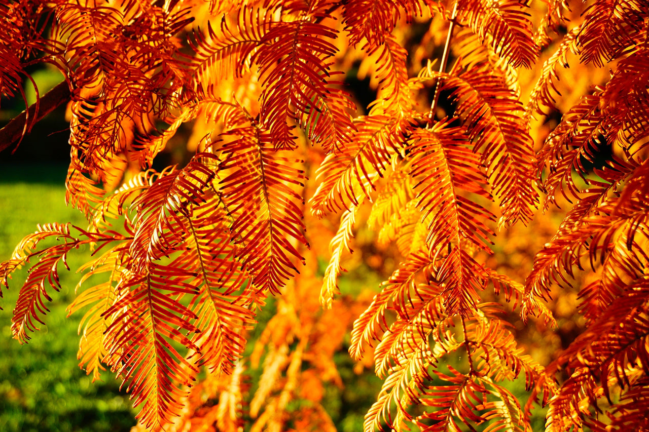 20 DAWN REDWOOD Tree Metasequoia Glyptostroboides Conifer Seeds