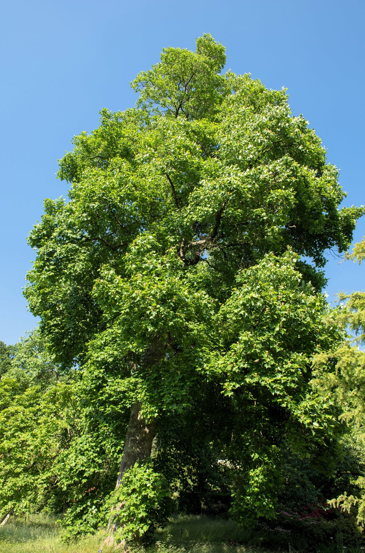 15 TULIP POPLAR TREE Yellow Flower Liriodendron Tulipifera Whitewood Seeds