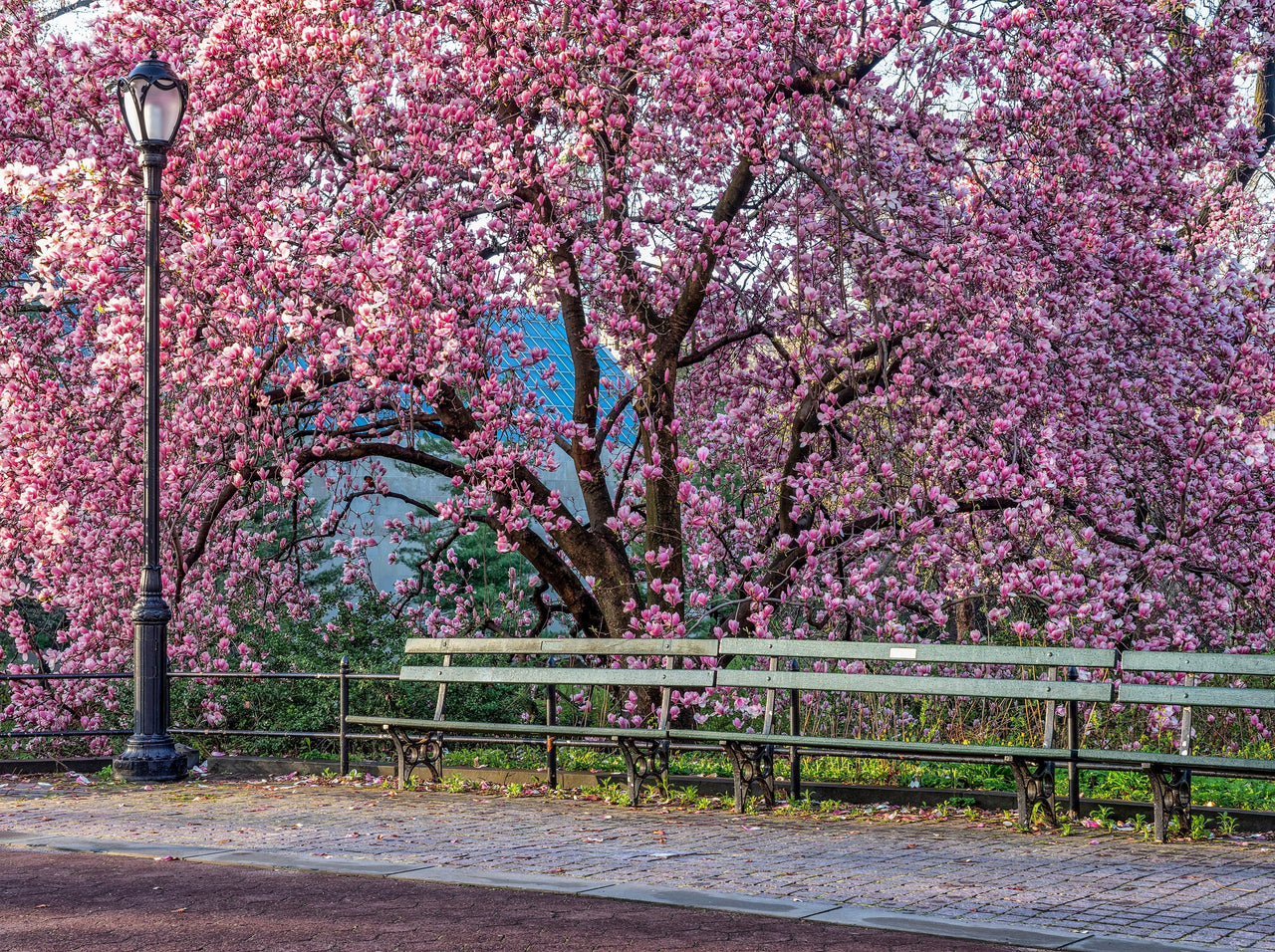 5 SAUCER MAGNOLIA x Soulangeana Denudata & Liliiflora 5 - 10" Pink & White Flower Tulip Tree Seeds
