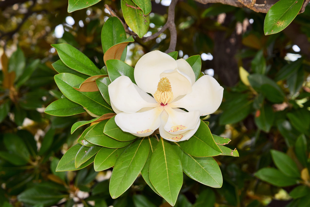 10 SOUTHERN MAGNOLIA TREE 12" White Flowers Native Grandiflora Bull Bay Seeds
