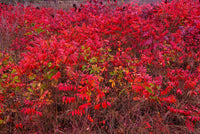 30 FLAMELEAF SUMAC TREE Shining Dwarf Winged Rhus Schmaltzia Copallina Seeds