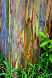 50 RAINBOW EUCALYPTUS Deglupta Gum Multicolor Bark Tree Seeds