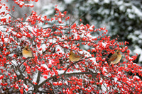 50 WINTERBERRY Holly Ilex Verticillata - Candian Holly / Fever Bush / Black Alder Tree Shrub Red Berry White Flower Seeds