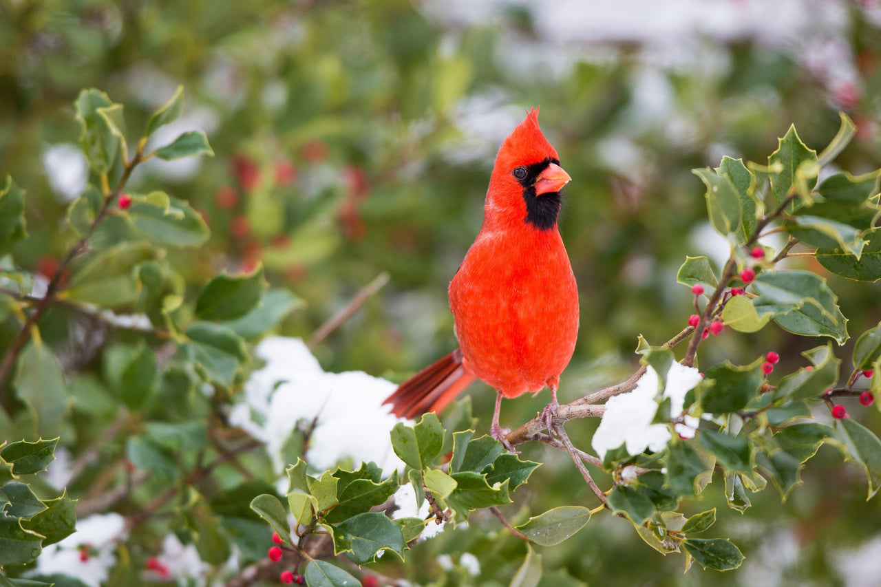 40 AMERICAN HOLLY Ilex Opaca Tree Shrub Evergreen Red Berry Seeds - aka White Holly, Prickly Holly, Christmas Holly, Yule Holly
