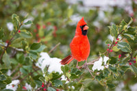 40 AMERICAN HOLLY Ilex Opaca Tree Shrub Evergreen Red Berry Seeds - aka White Holly, Prickly Holly, Christmas Holly, Yule Holly