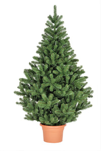 Grow Your Own CHRISTMAS TREE - Fraser Fir ( Abies Fraseri ) Gift Packet of Tree Seeds