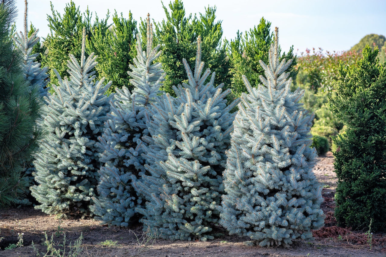 50 Colorado BLUE SPRUCE Tree Picea Pungens Glauca Christmas Tree White Silver Spruce Evergreen Seeds
