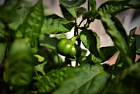 50 Organic SHEEPNOSE PIMENTO PEPPER Sweet Red Pimiento Cheese Capsicum Annuum Seeds