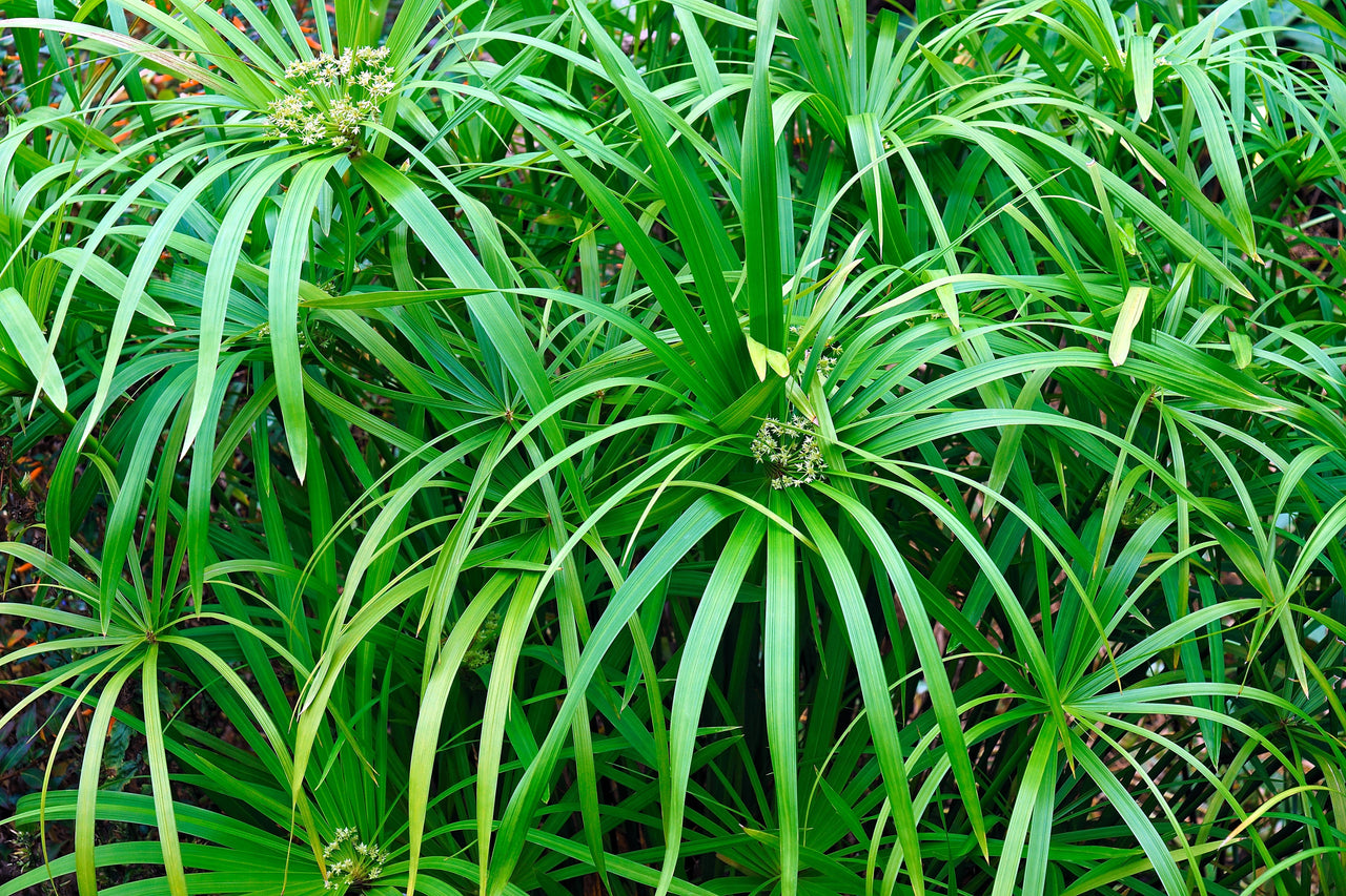50 UMBRELLA PALM TREE Cyperus Involucratus Papayrus Sedge Seeds