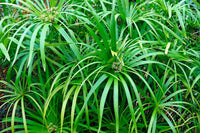 50 UMBRELLA PALM TREE Cyperus Involucratus Papayrus Sedge Seeds