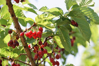 5 HIMALAYAN CHERRY Prunus Cerasoides Pink Flowers Red Fruit Tree Seeds