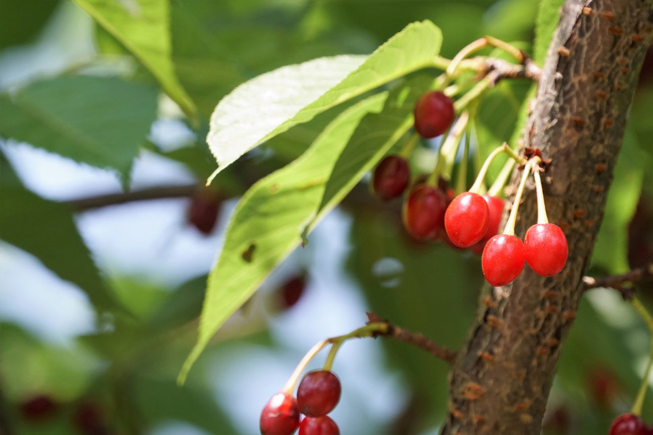 5 HIMALAYAN CHERRY Prunus Cerasoides Pink Flowers Red Fruit Tree Seeds