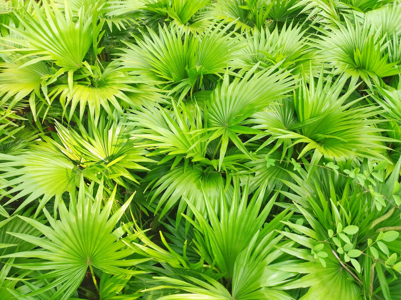 5 GREEN SAW PALMETTO Serenoa Repens American Dwarf Palm Tree Shrub Edible Fruit Sun or Shade Seeds