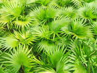 5 GREEN SAW PALMETTO Serenoa Repens American Dwarf Palm Tree Shrub Edible Fruit Sun or Shade Seeds
