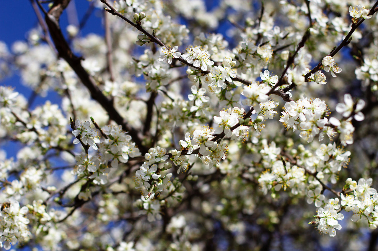 5 COMMON APRICOT Fruit Tree Prunus Armeniaca White Pink Flower Seeds