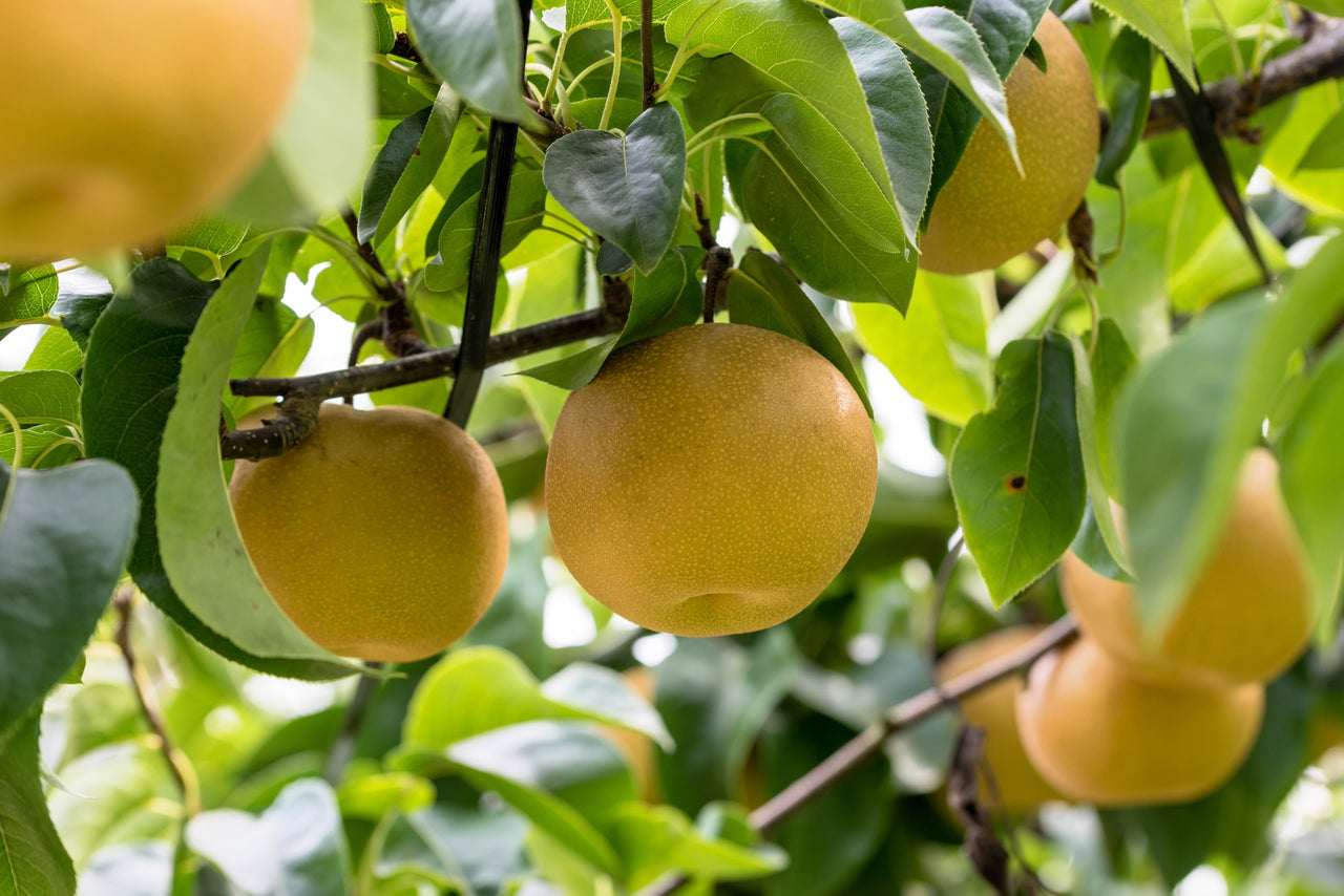 20 ASIAN PEAR TREE Pyrus Pyrifolia Oriental Japanese Fruit Seeds