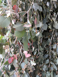 50 RED FLOWERING EUCALYPTUS Sideroxylon Mugga Ironbark Tree Seeds