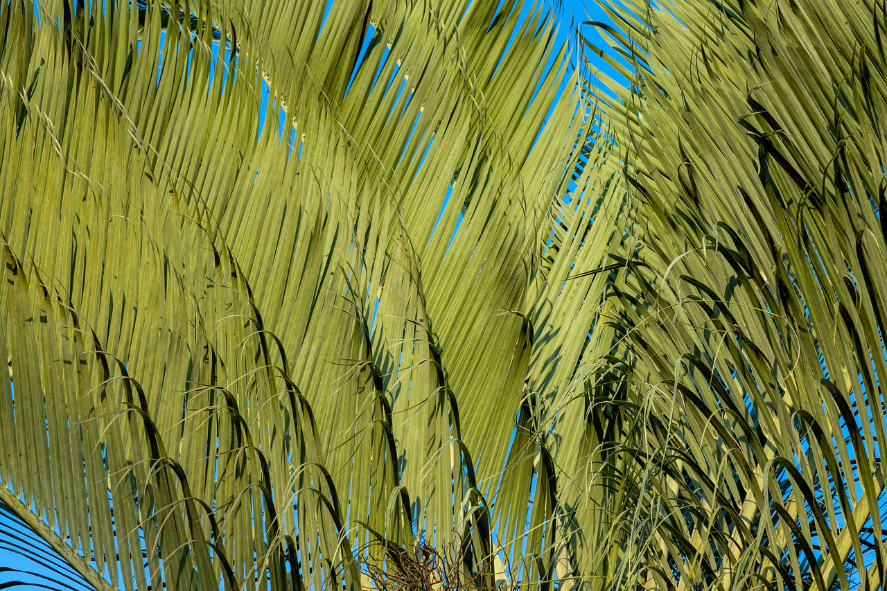 10 TRIANGLE PALM TREE Dypsis Decaryi Rare Tropical from Madagascar Seeds