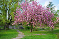 10 JAPANESE FLOWERING CHERRY Tree Oriental Prunus Serrulata Flower Seeds