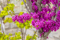 40 CHINESE REDBUD Cercis Chinensis Shrub Small Tree Pink Purple Flower Seeds