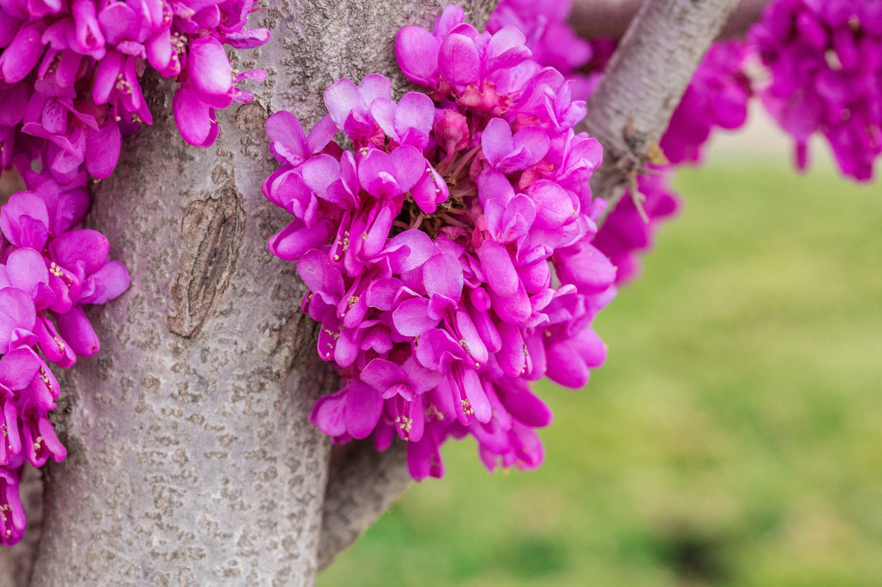 40 CHINESE REDBUD Cercis Chinensis Shrub Small Tree Pink Purple Flower Seeds