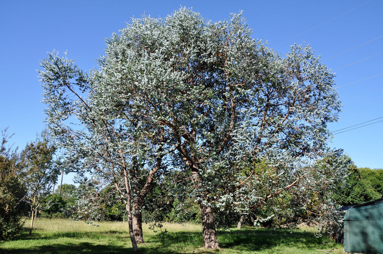 20 SILVER DROP EUCALYPTUS Gunnii Cider Gum Silver Blue Foliage Florist Tree Seeds