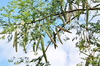 10 Flowering DRUMSTICK TREE Moringa Oleifera Seeds (Miracle Tree / Ben Oil Tree)