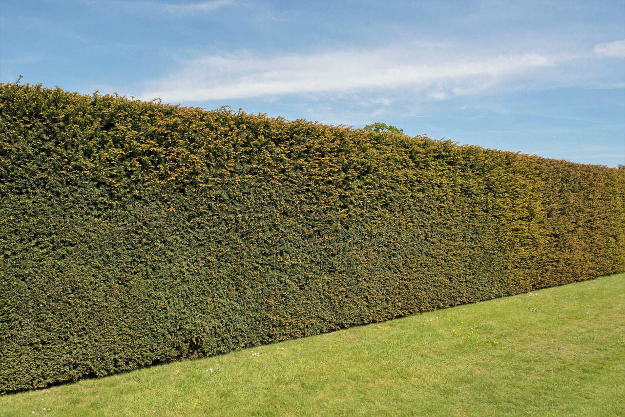 10 PACIFIC YEW Tree Taxus Baccata Brevifolia Evergreen Conifer Sun or Shade Red Ornamental Berry Native Tree Seeds