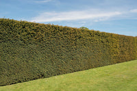 10 PACIFIC YEW Tree Taxus Baccata Brevifolia Evergreen Conifer Sun or Shade Red Ornamental Berry Native Tree Seeds