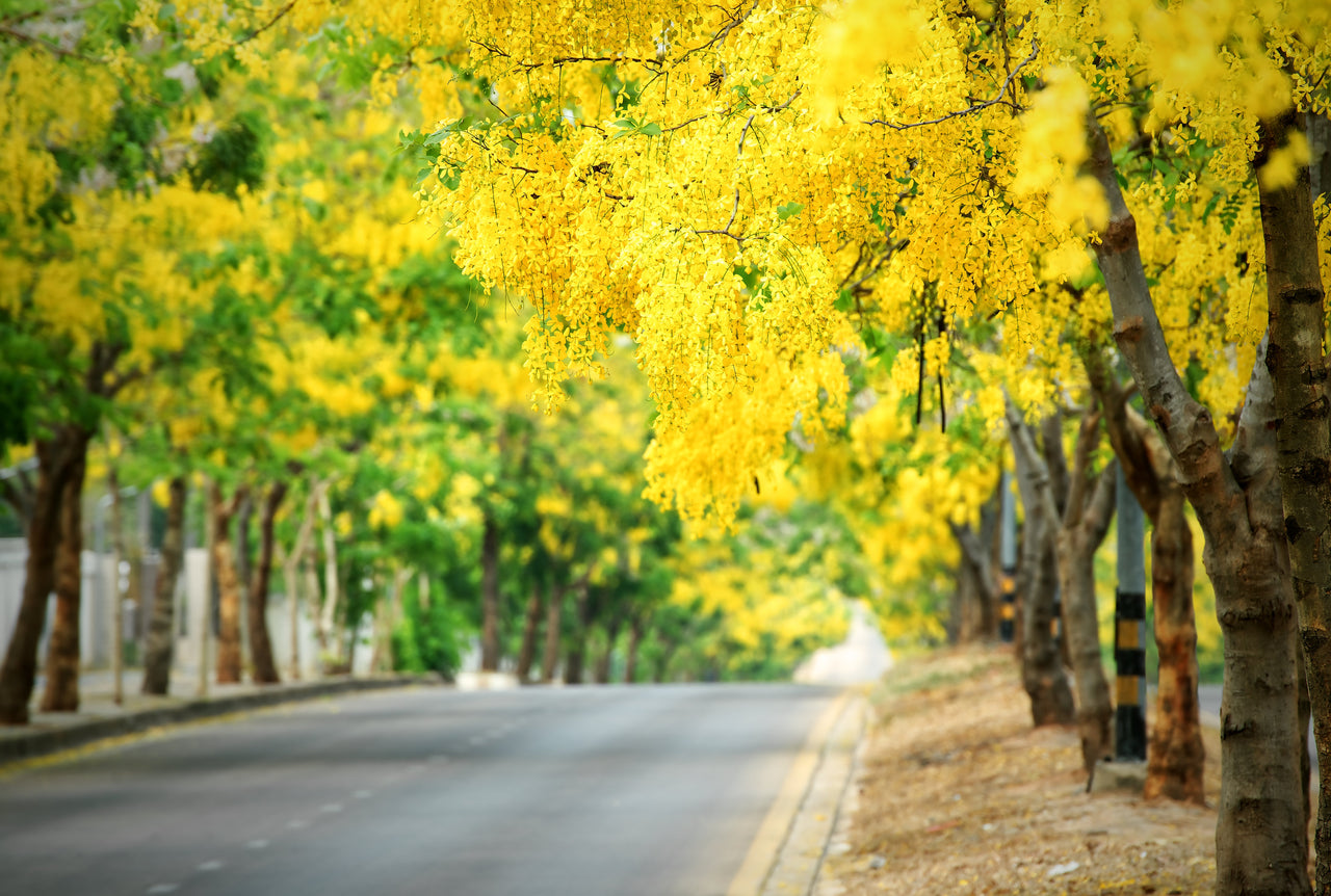 15 GOLDEN SHOWER TREE Gold Rush Yellow Cassia Fistula Flower Seeds
