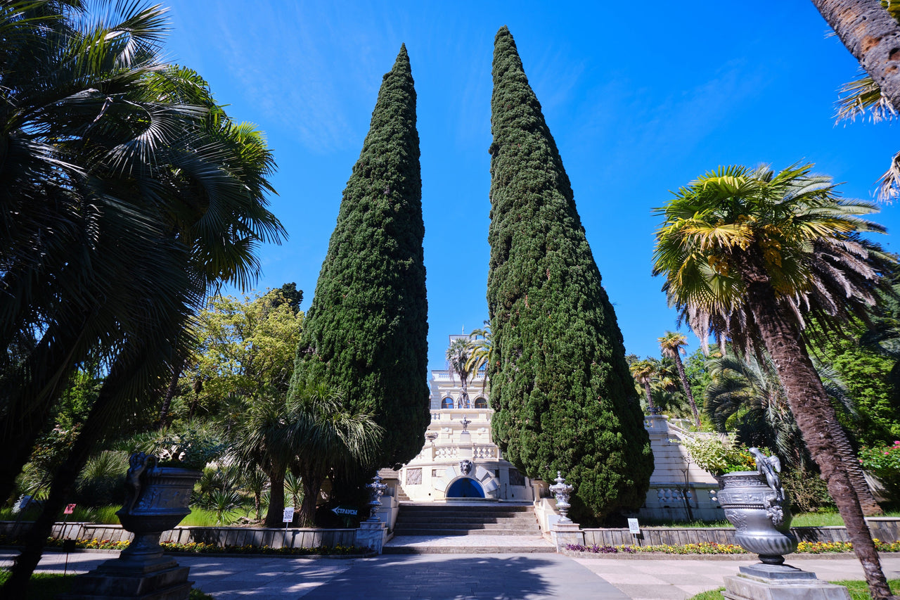 20 MEDITERRANEAN CYPRESS TREE Italian Pencil Pine Cedar Cupressus Sempervirens Stricta Seeds