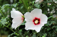 25 White & Hot Pink ROSE Of SHARON HIBISCUS Syriacus Flower Tree Bush Seeds